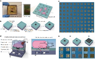 哈佛团队研发新型 CMOS 芯片，成功绘制 2000 个大鼠神经元图谱(图2)