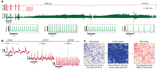 哈佛团队研发新型 CMOS 芯片，成功绘制 2000 个大鼠神经元图谱(图3)