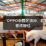 OPPO中国区换帅，段要辉接任（图4）