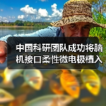 中国科研团队成功将脑机接口柔性微电极植入机器人CyberSense（图2）