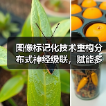 图像标记化技术重构分布式神经级联，赋能多模态AI设备（图3）