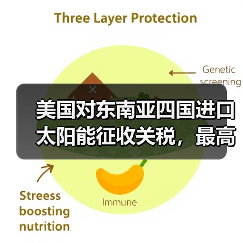 美国对东南亚四国进口太阳能征收关税，最高达 3521%（图4）
